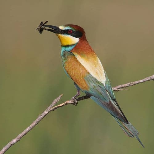 Kırmıtlı Vogelparadies