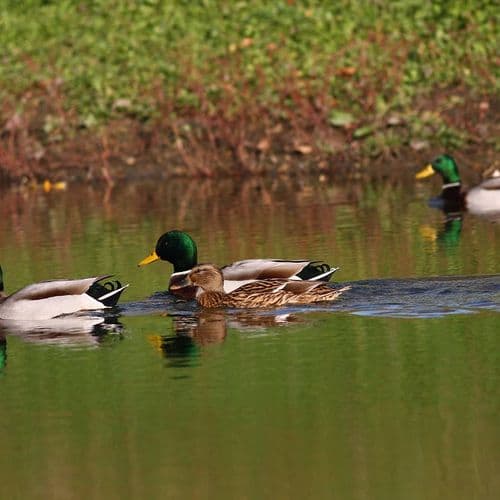 Kırmıtlı Vogelparadies