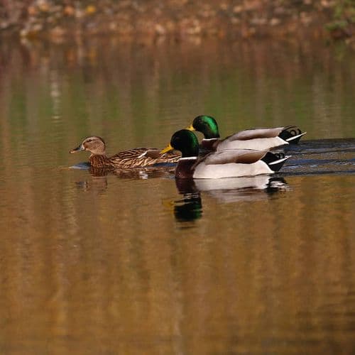 Kırmıtlı Vogelparadies