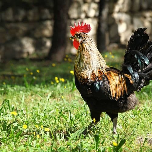 Denizli Rooster