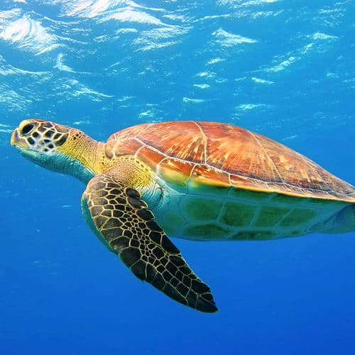 Caretta Caretta