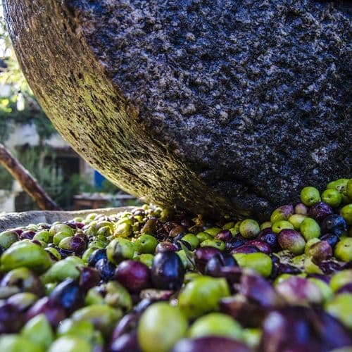 Olive Oil Process