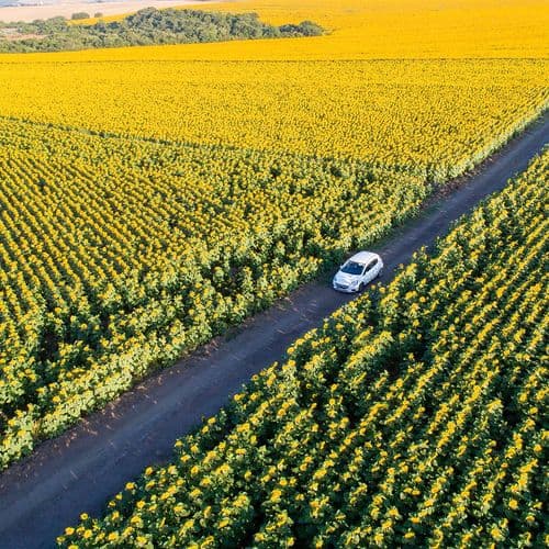 Sunflower Fields