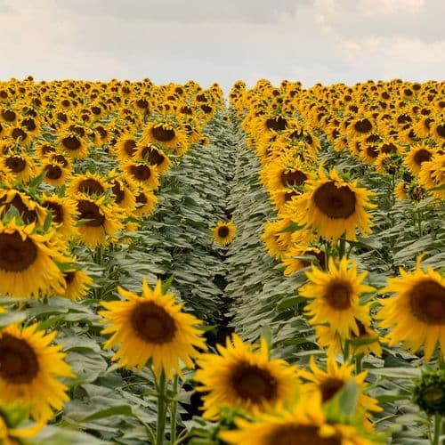 Sunflowers Field