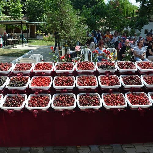 مهرجان الكرز الدولي