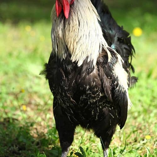 The Denizli Rooster