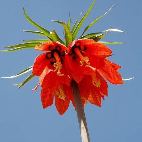 Crown Imperial
